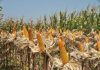 limbah jagung