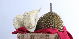 fakta menark buah durian