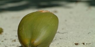kelapa hijau