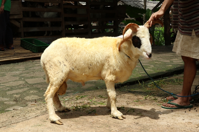 ternak kambing