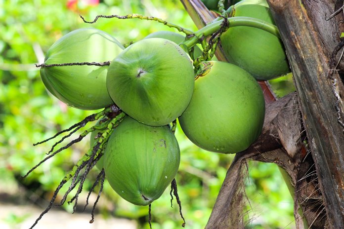 limbah kelapa