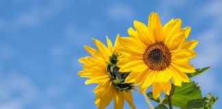 khasiat bunga matahari