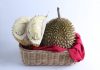 jenis durian unggul