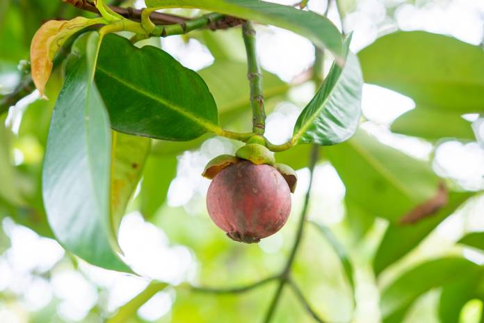 Menjadi diolah olahan dapat pangan buah manggis hasil samping 15 Produk