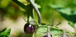 tomat ungu
